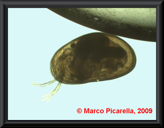 misteriosi invertebrati acquatici